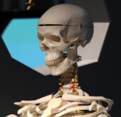 Homo sapiens Hartmuth Malorny, Autor aus Dortmund